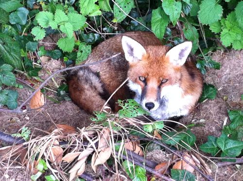 A fox, resting in our garden.